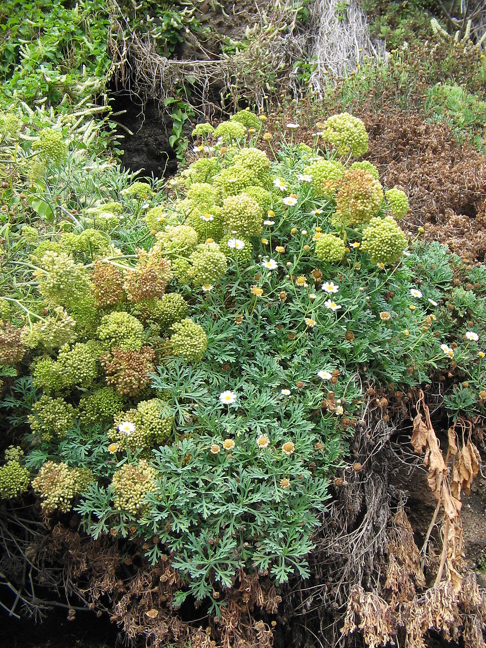 Crithmum maritimum (rock samphire)