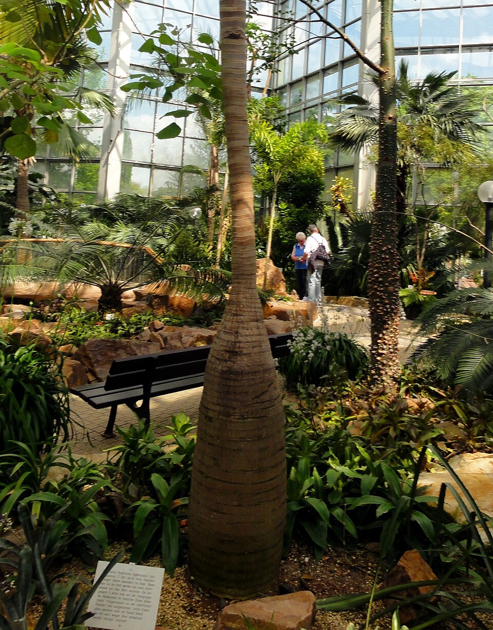 Hyophorbe lagenicaulis (Bottle Palm) (alternate view 6)
