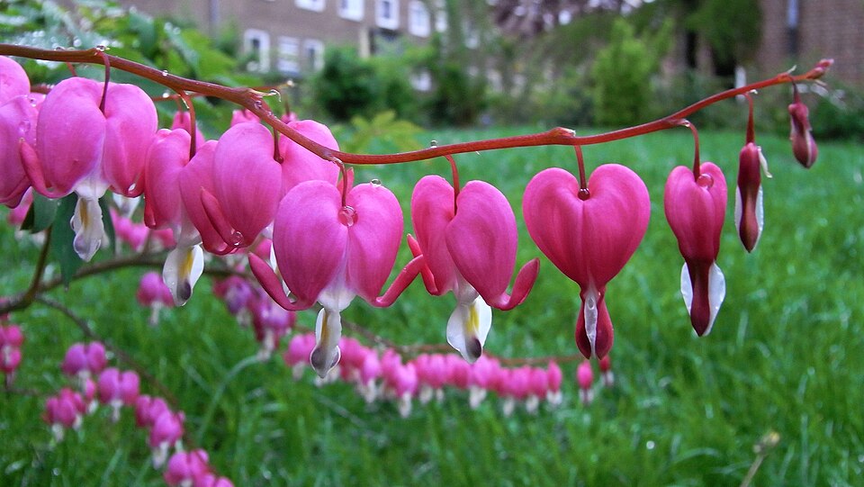 Lamprocapnos spectabilis (bleeding heart)