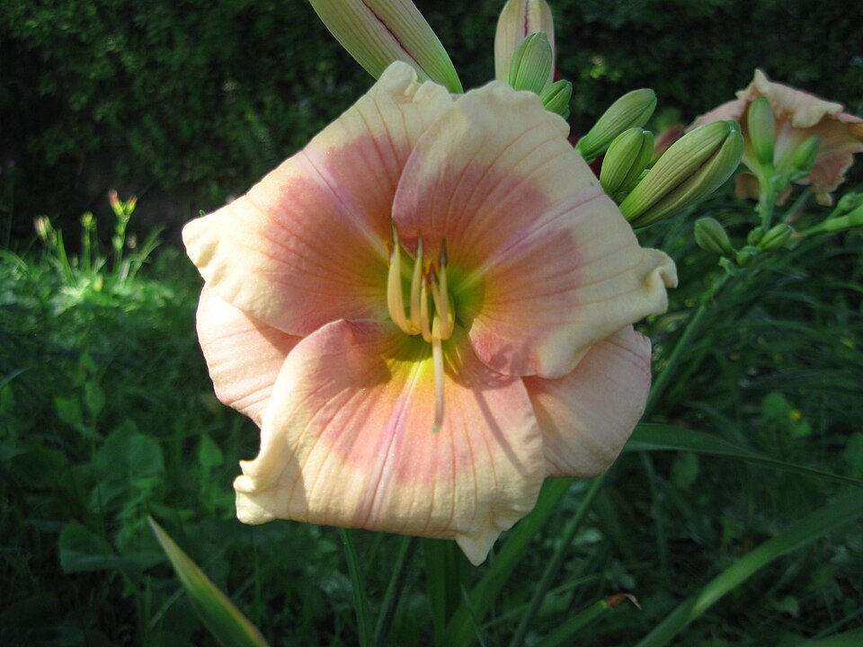 Hemerocallis 'Janice Brown' (Janice Brown Daylily)