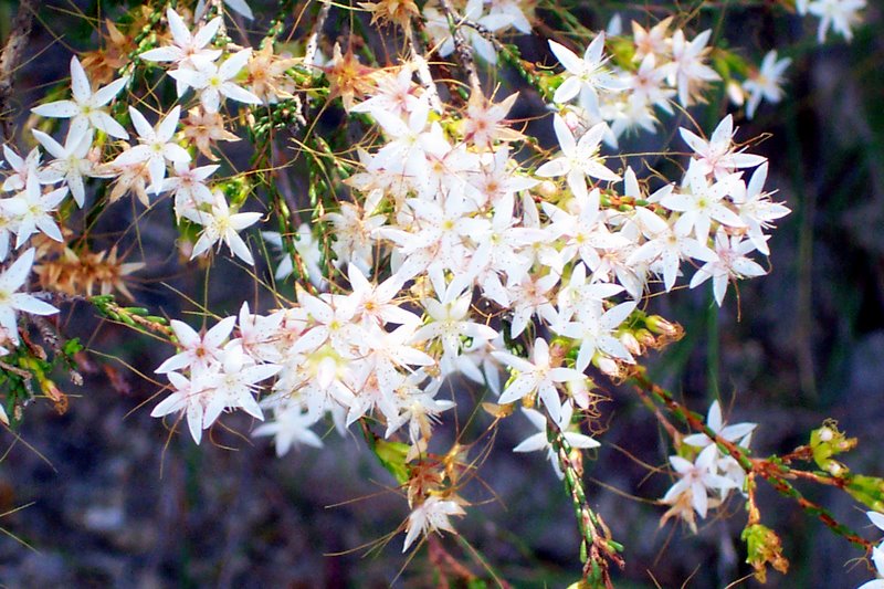 Calytrix tetragona (Fringe Myrtle) (alternate view 2)