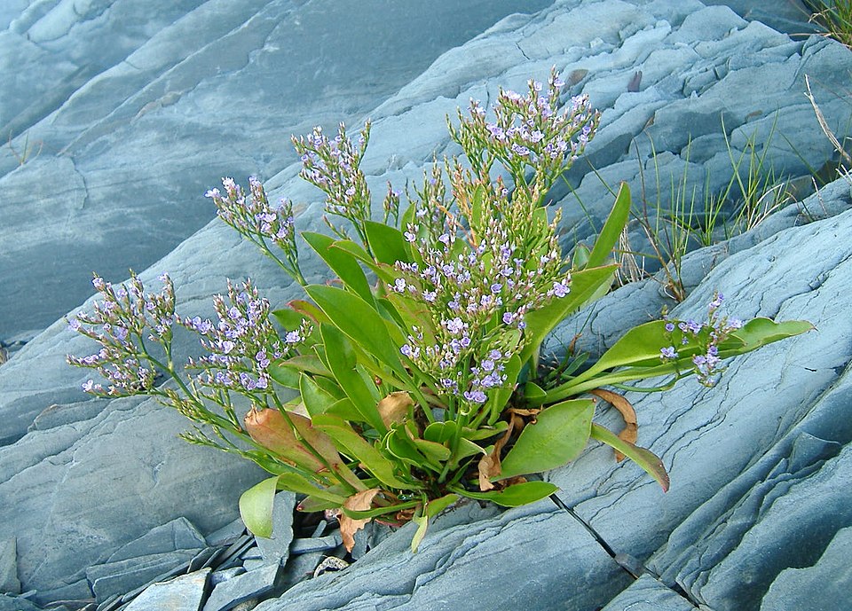 Limonium carolinianum (Carolina Sea Lavender) (alternate view 3)