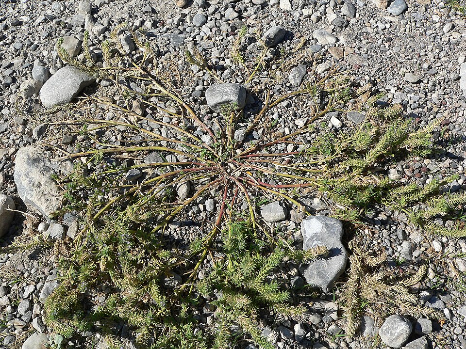 Verbena bracteata (Bigbract Verbena) (alternate view 8)
