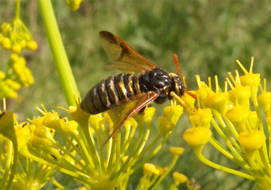 Ferula communis (giant fennel) (alternate view 7)