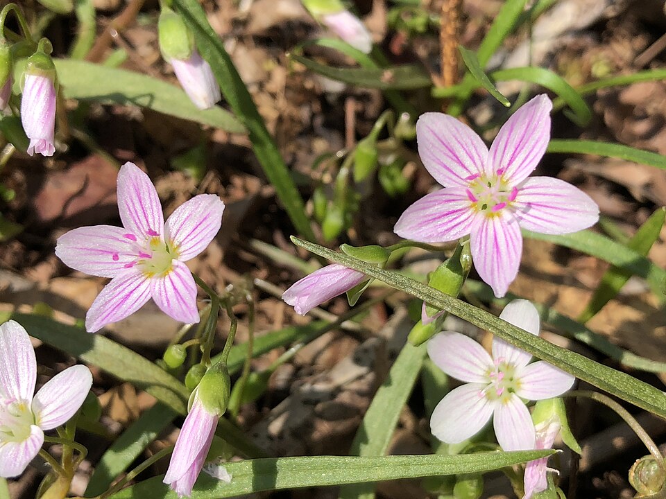 Claytonia virginica (Virginia Springbeauty)