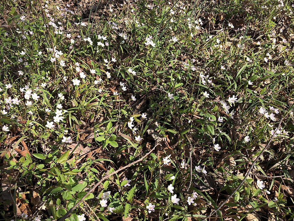 Claytonia virginica (Virginia Springbeauty)