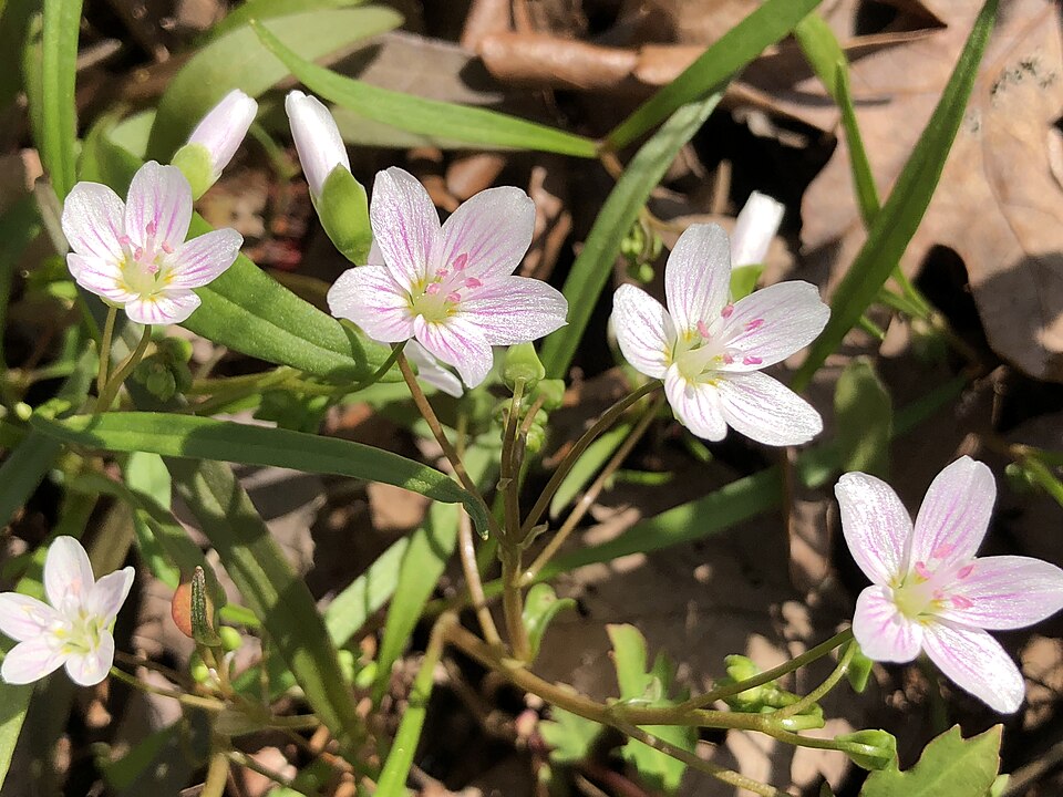 Claytonia virginica (Virginia Springbeauty)
