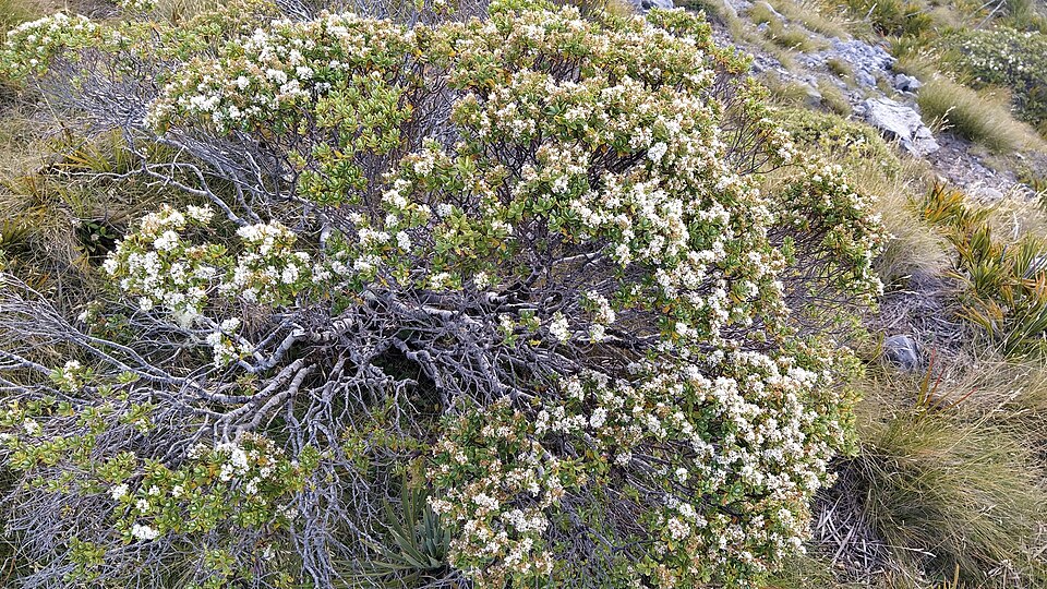 Veronica topiaria (Topiary Hebe)