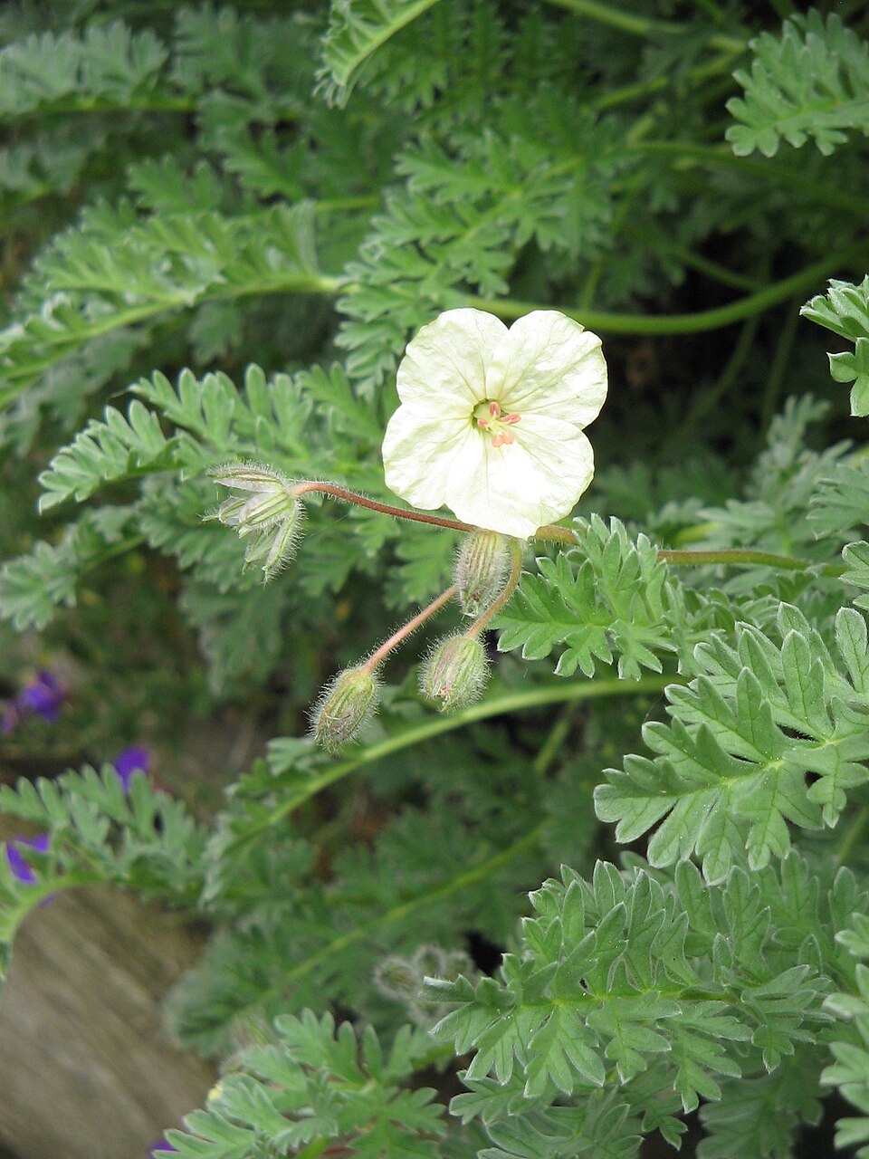 Erodium chrysanthum (Yellow Stork's Bill) (alternate view 6)