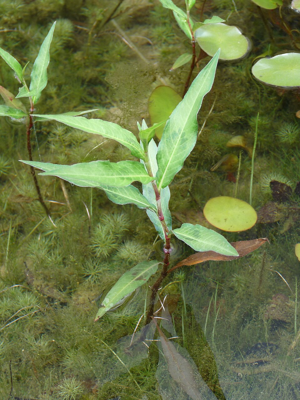 Persicaria hydropiper (waterpepper)
