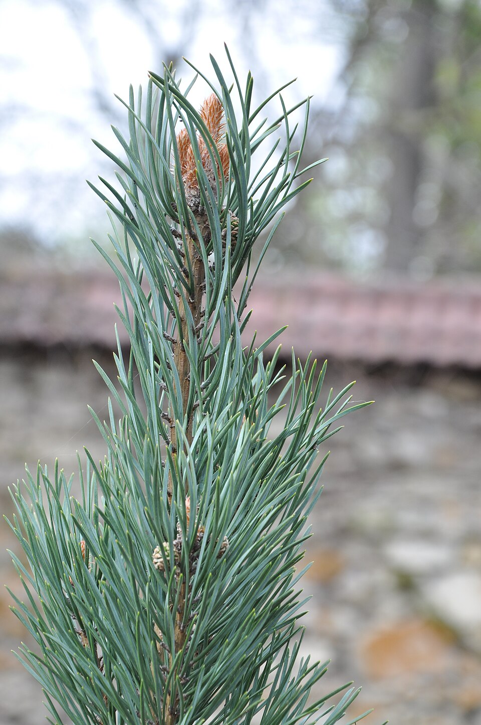 Pinus sylvestris 'Fastigiata' (Columnar Scots Pine) (alternate view 2)