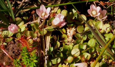 Lysimachia tenella (Bog Pimpernel)