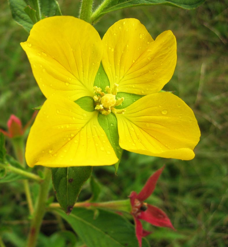 Ludwigia peruviana (Peruvian primrose-willow) (alternate view 4)