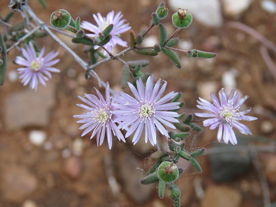 Drosanthemum (Dewfigs)