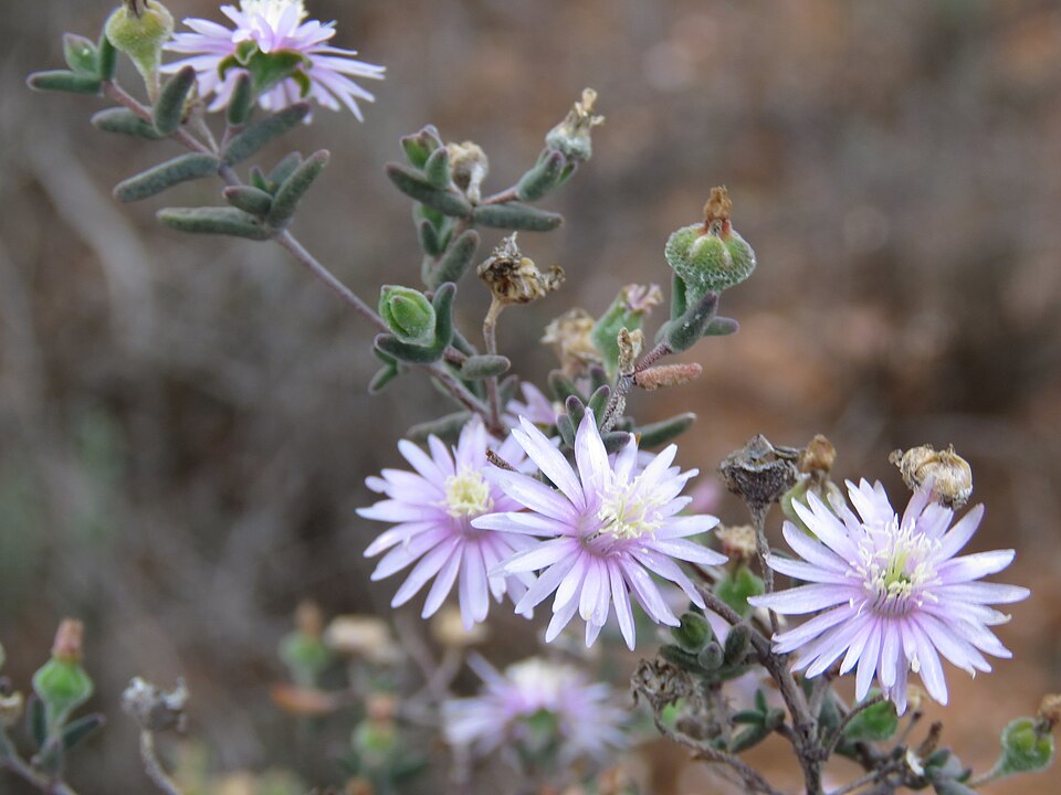 Drosanthemum (Dewfigs) (alternate view 2)