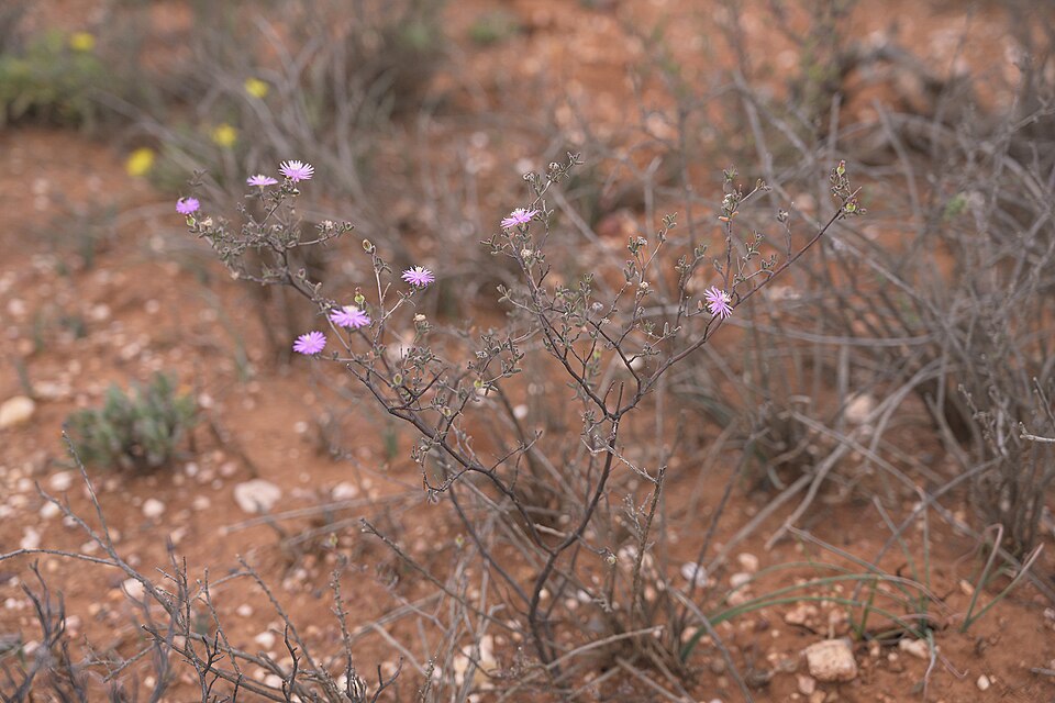 Drosanthemum (Dewfigs) (alternate view 3)