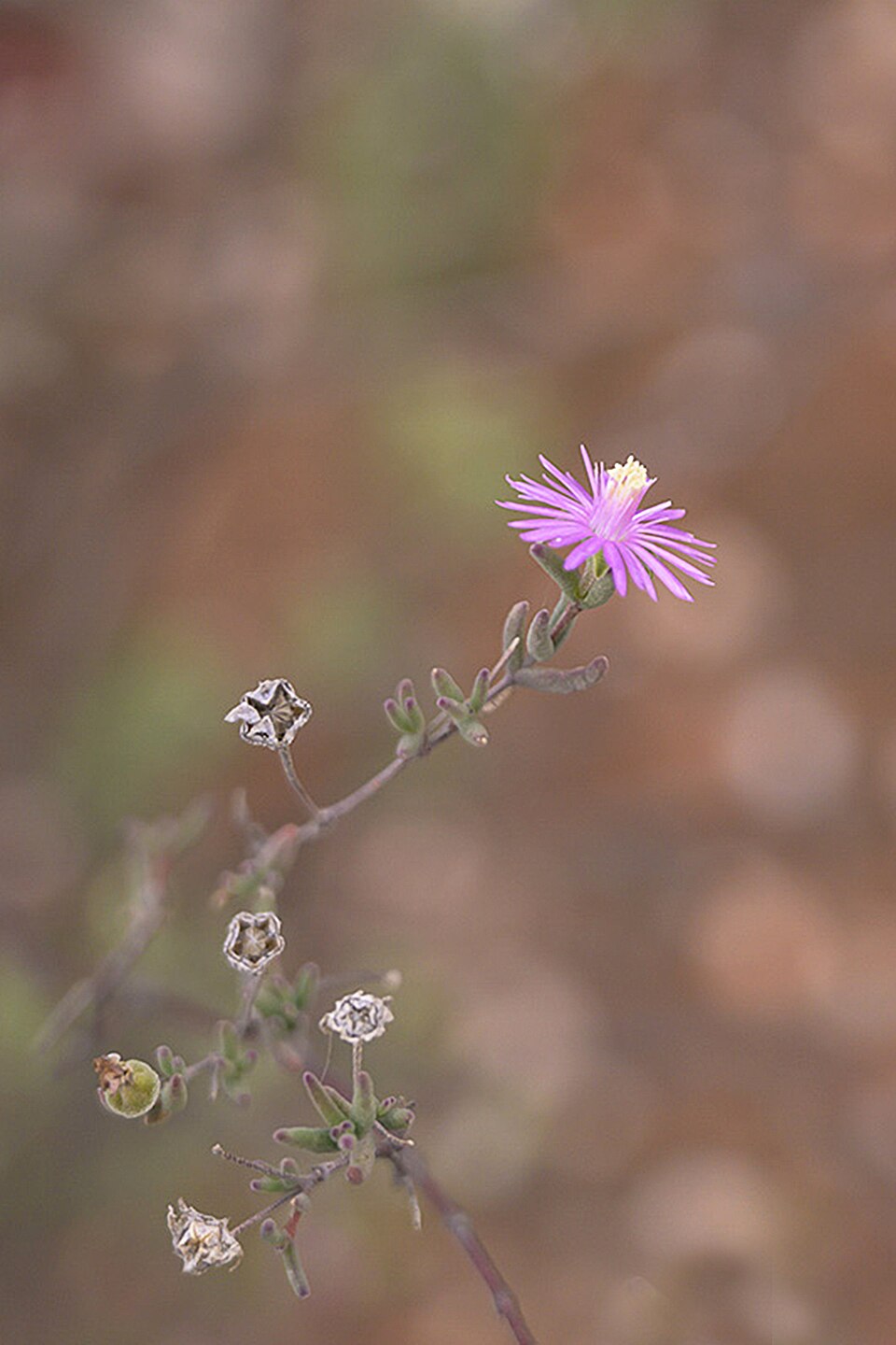 Drosanthemum (Dewfigs) (alternate view 4)