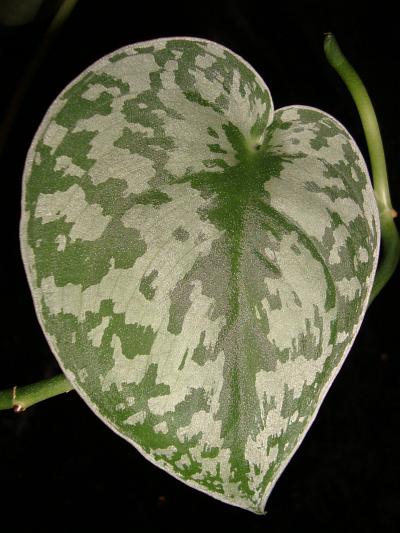 Scindapsus pictus (Satin Pothos) (alternate view 6)