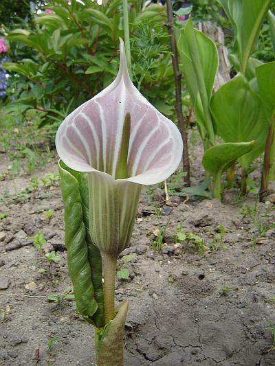 Arisaema candidissimum (White Jack-in-the-pulpit) (alternate view 5)