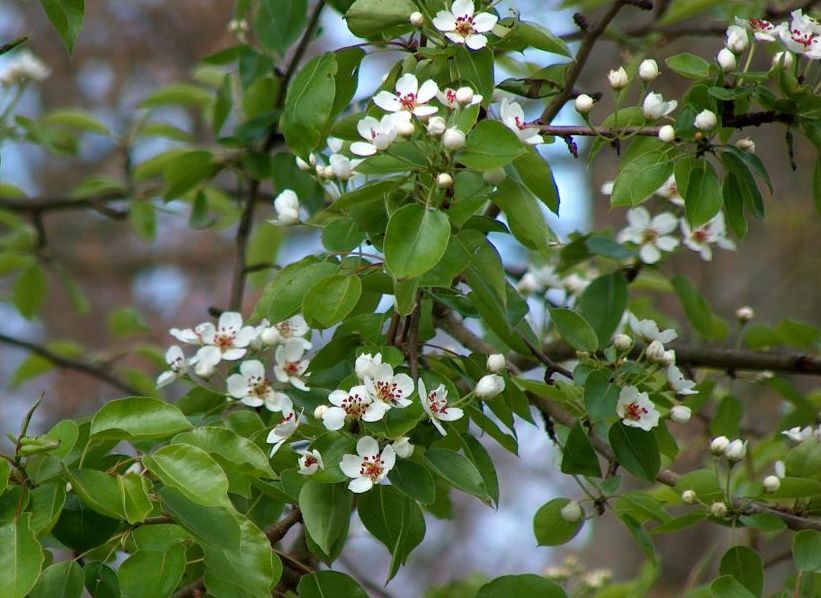 Pyrus communis, Common pear — upright deciduous (Rosaceae) (image 1 of 6)