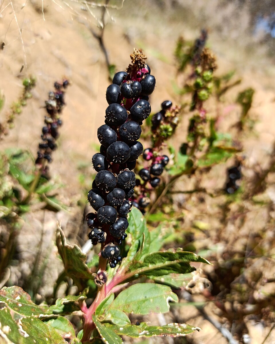 Phytolacca octandra (Inkweed) (alternate view 10)