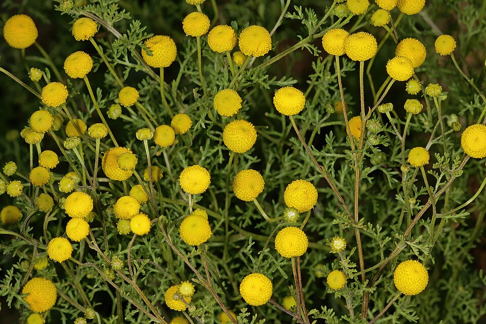 Oncosiphon pilulifer (stinknet) (alternate view 6)