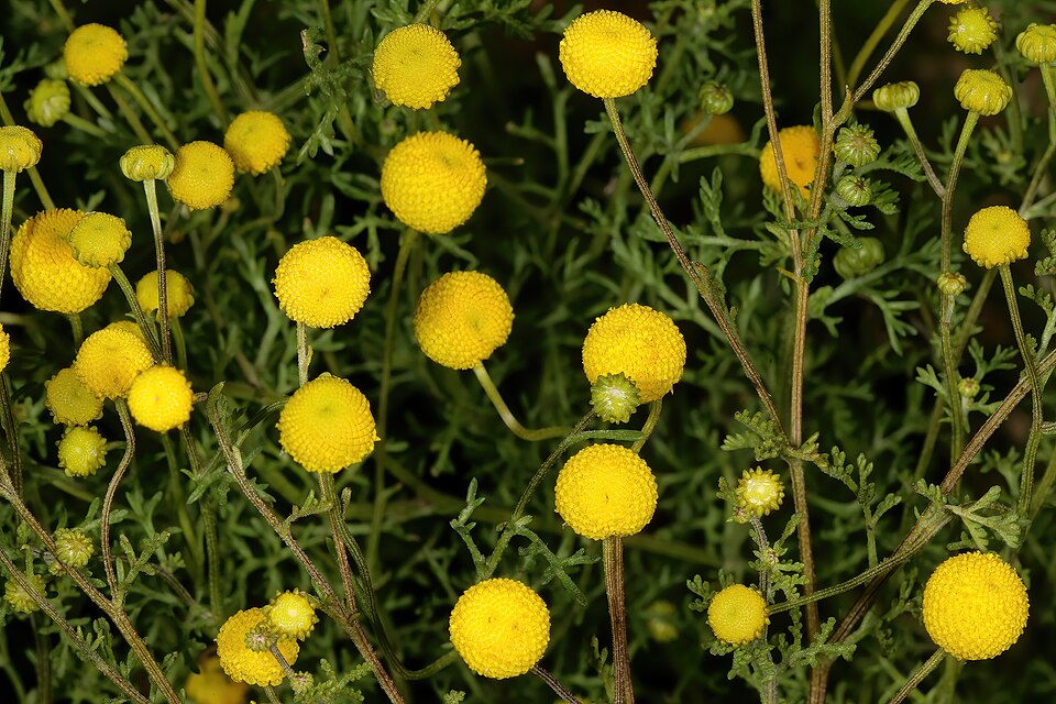 Oncosiphon pilulifer (stinknet) (alternate view 7)