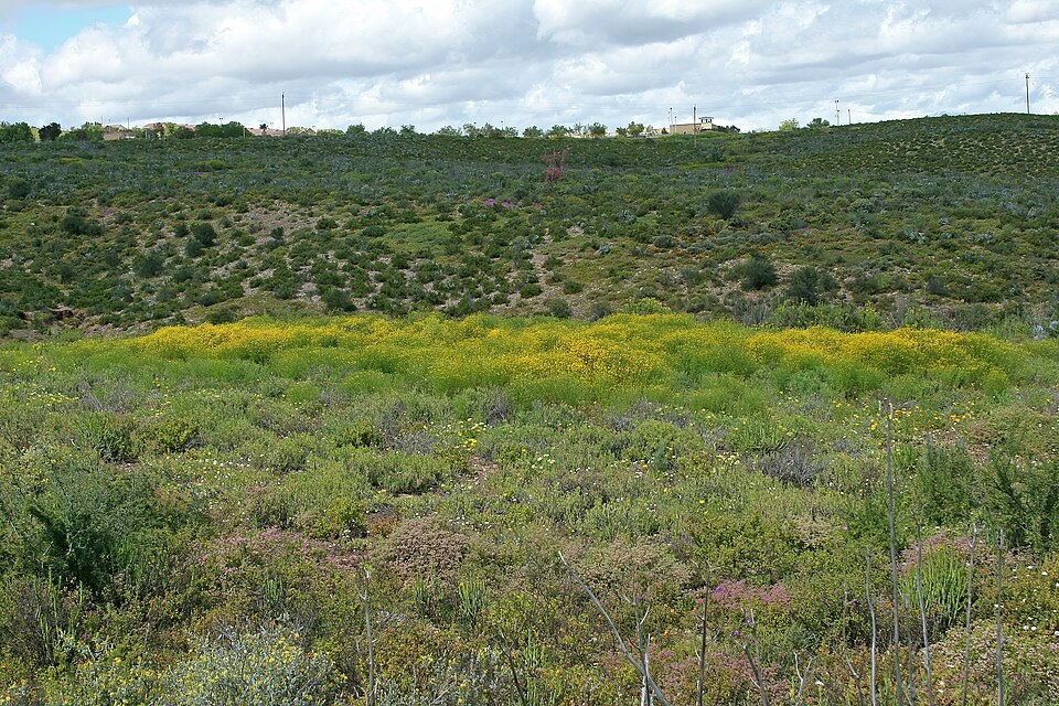 Oncosiphon pilulifer (stinknet) (alternate view 9)