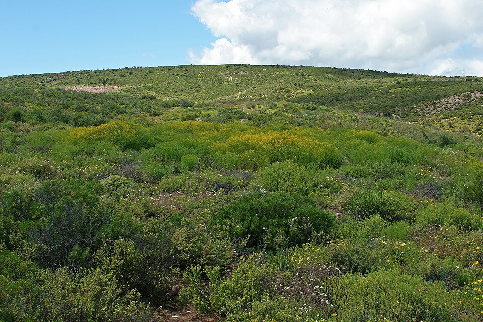 Oncosiphon pilulifer (stinknet) (alternate view 10)