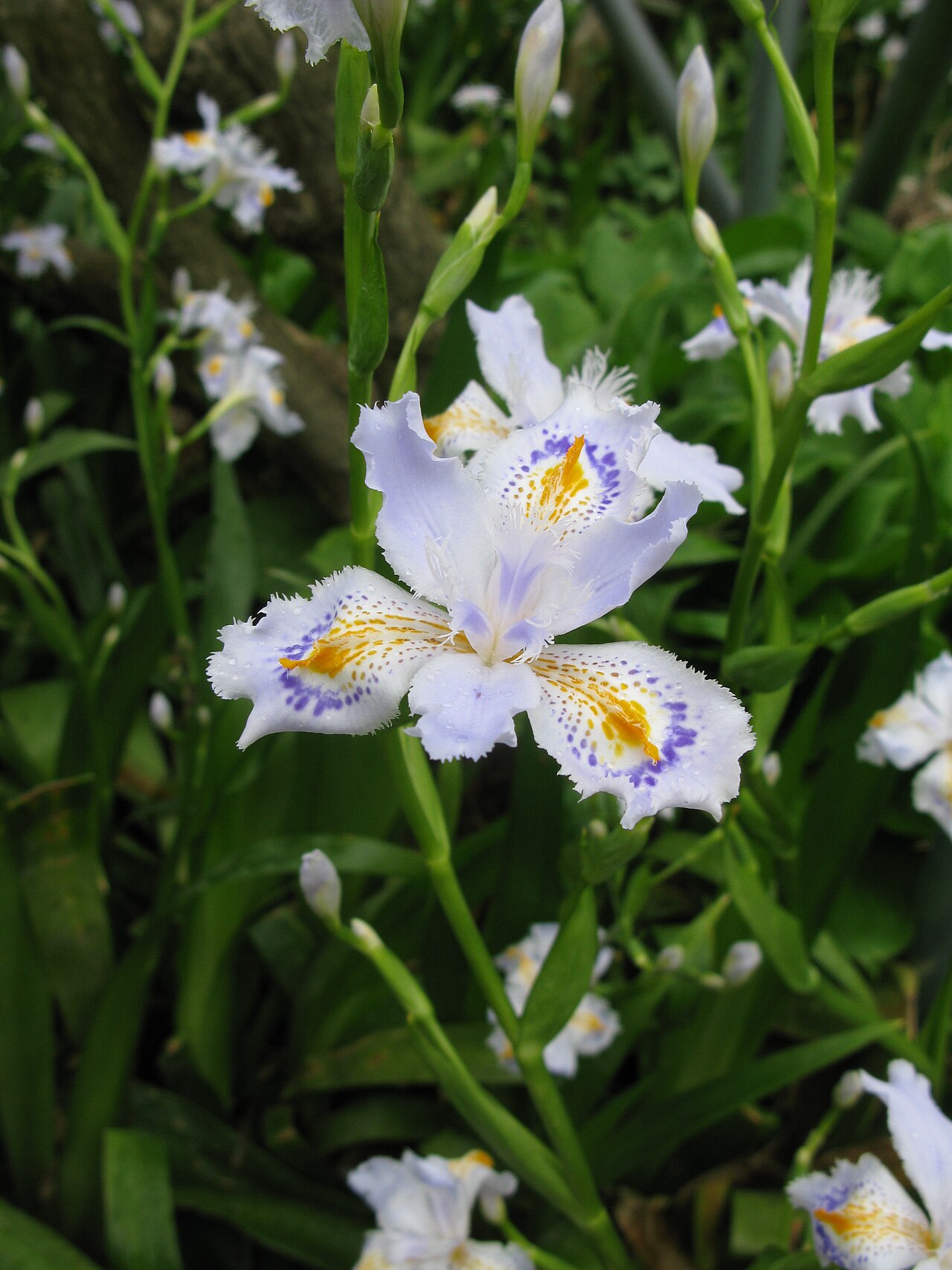 Iris japonica, Fringed iris — spreading evergreen (Iridaceae) (image 5 of 10)