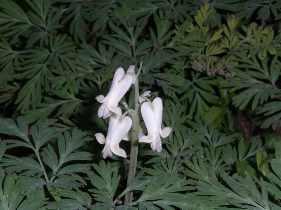 Dicentra canadensis (squirrel corn) (alternate view 4)