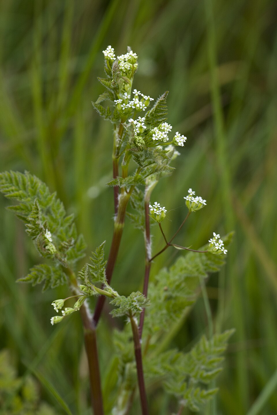 Anthriscus caucalis (Bur Parsley) (alternate view 7)