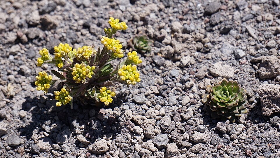 Draba (Drabas) (alternate view 8)