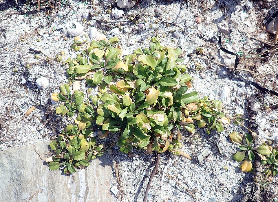 Lepidium (Pepperweeds) (alternate view 5)