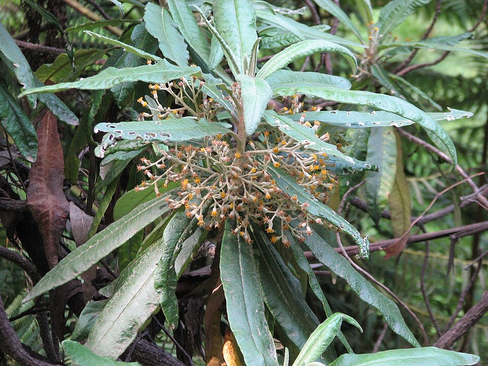 Bedfordia arborescens (Blanket Leaf) (alternate view 2)