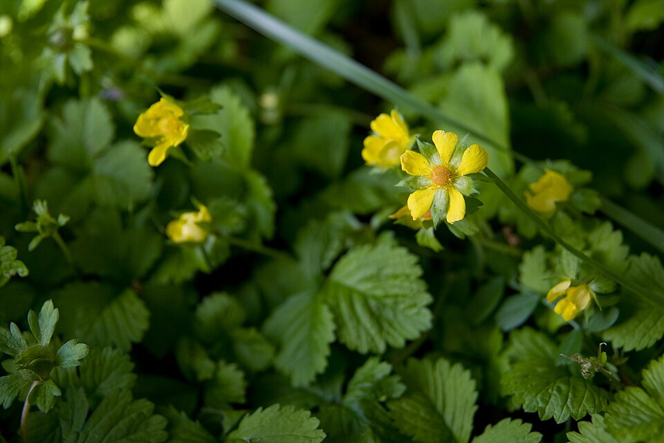 Potentilla indica (mock strawberry)