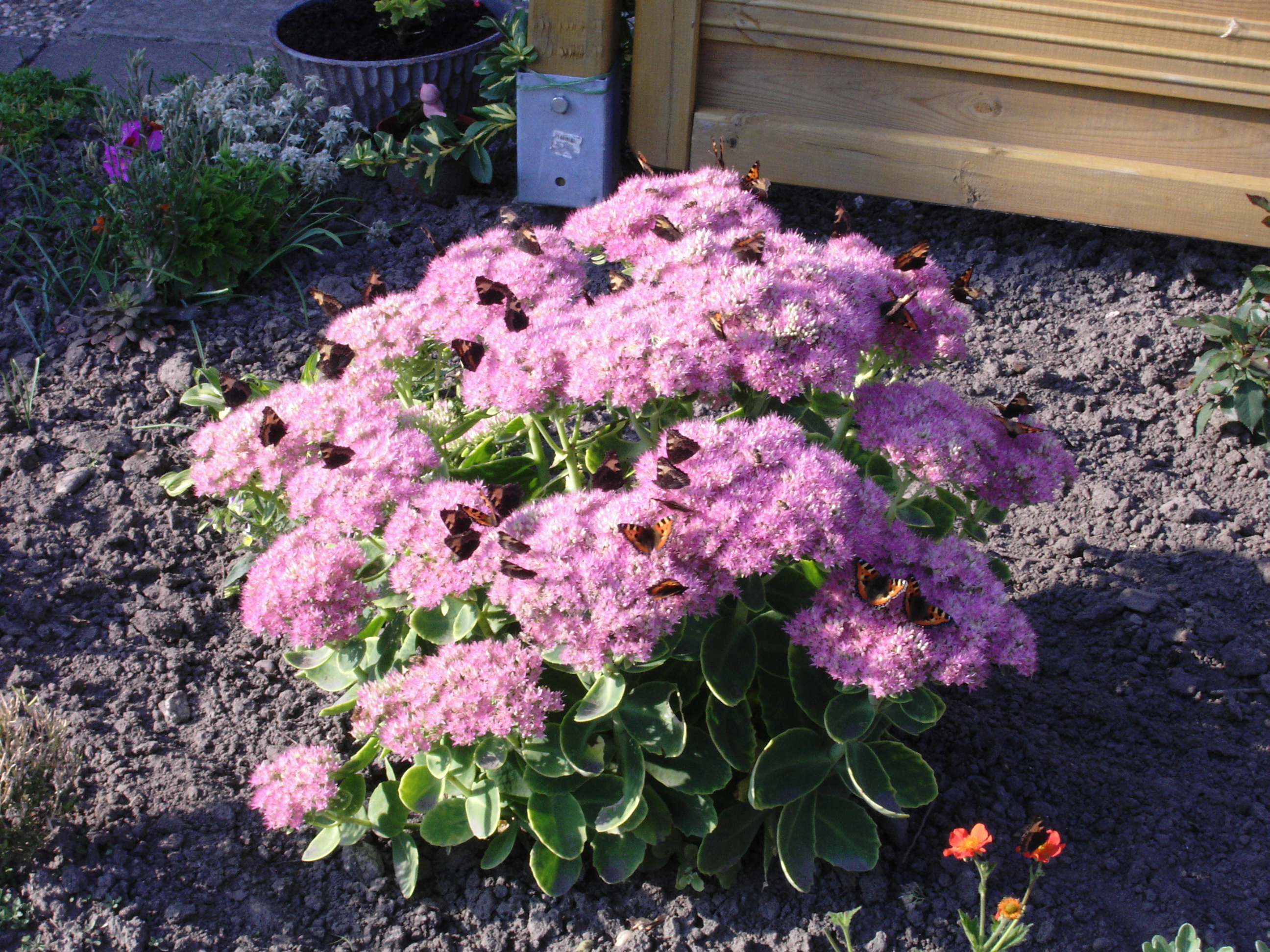 Hylotelephium spectabile, Ice plant — upright deciduous (Crassulaceae) (image 1 of 8)