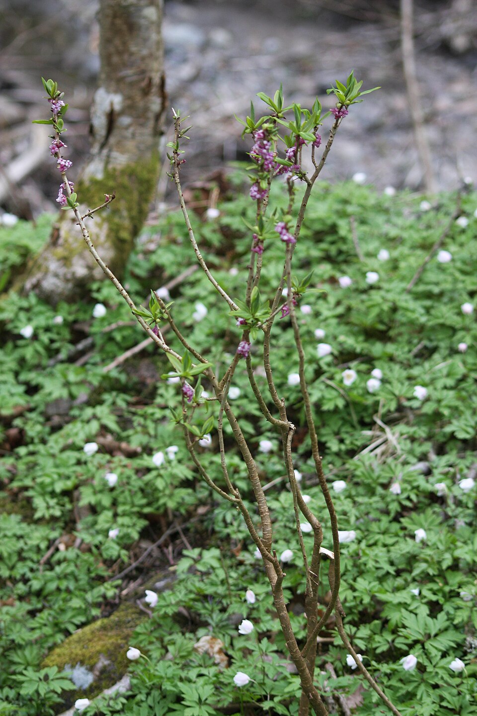 Daphne mezereum (February daphne) (alternate view 3)