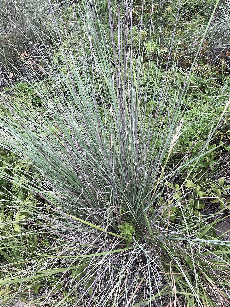 Muhlenbergia lindheimeri (Lindheimer's Muhly) (alternate view 4)