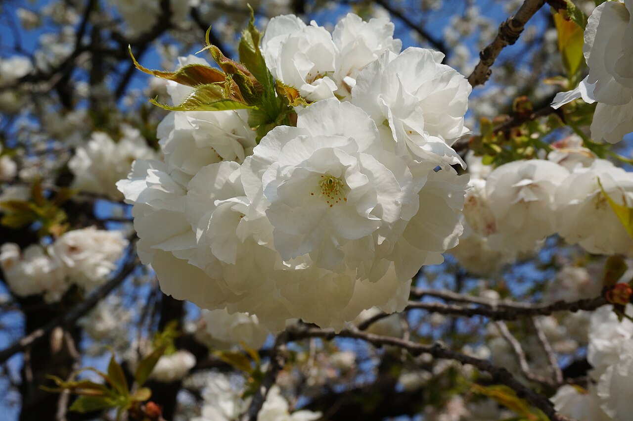 Prunus 'Shirotae' (Mt. Fuji flowering cherry)