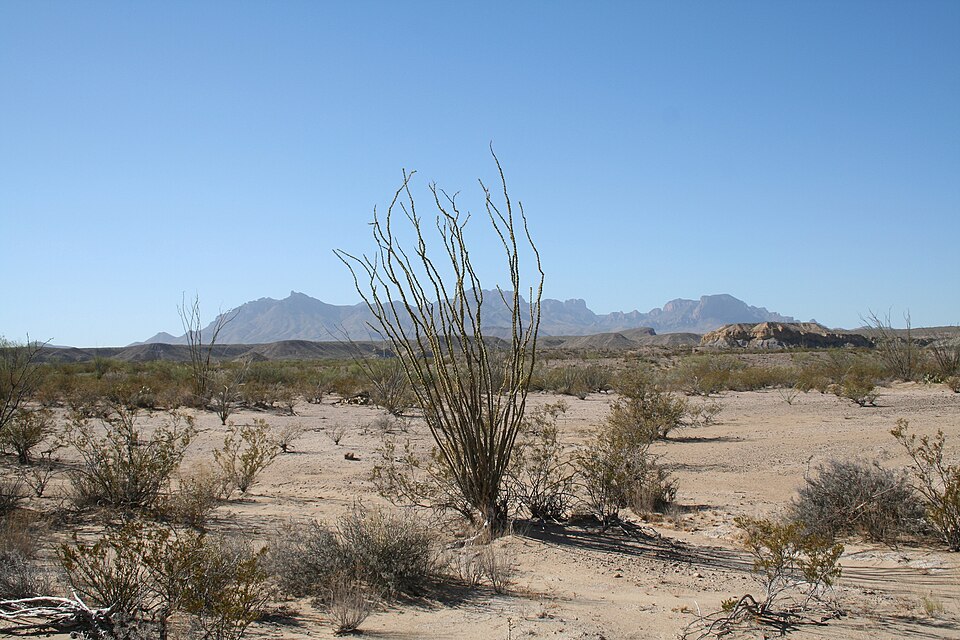 Fouquieria splendens (ocotillo)