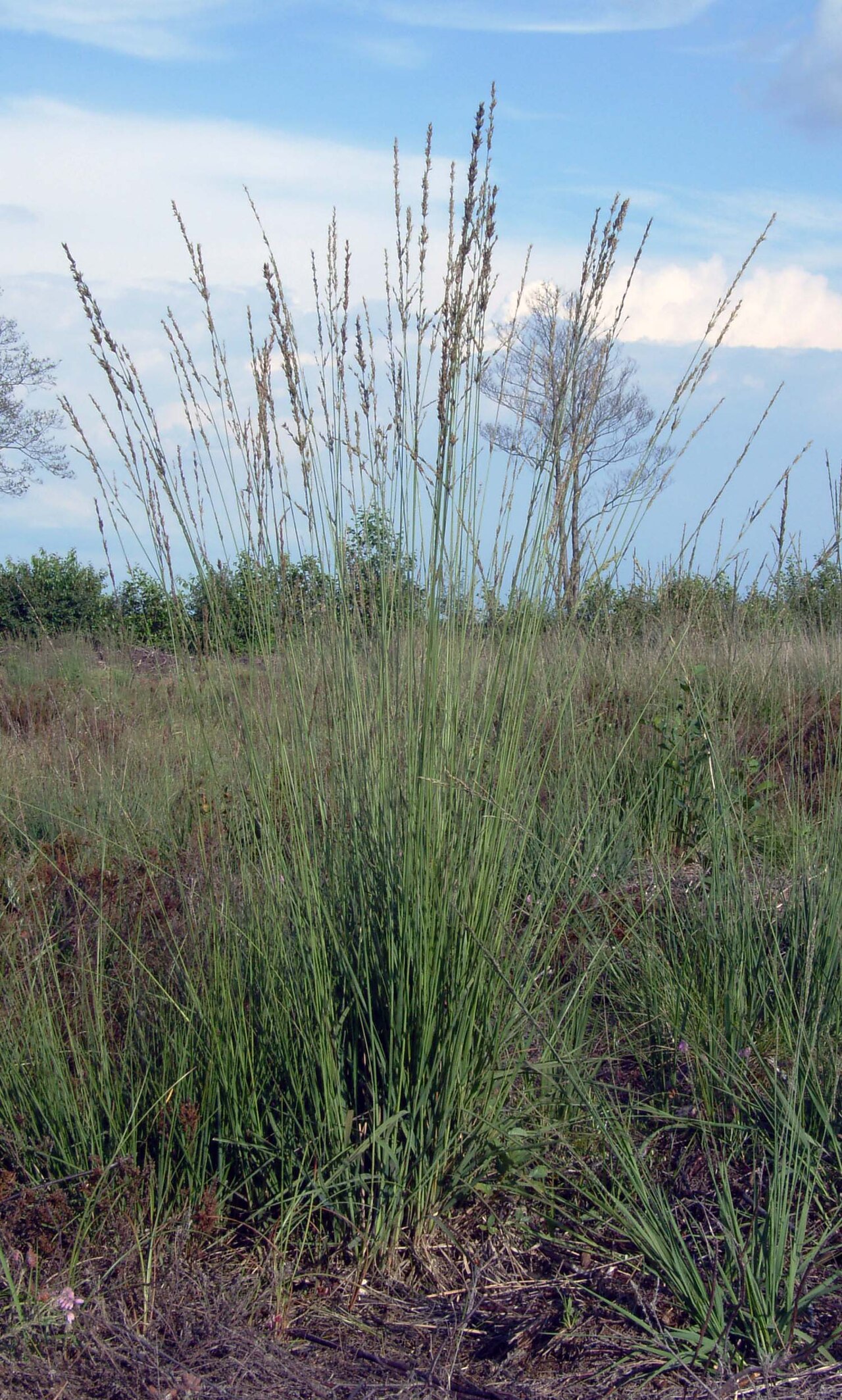 Molinia caerulea, Purple moor grass — clumping deciduous (Poaceae) (image 1 of 9)
