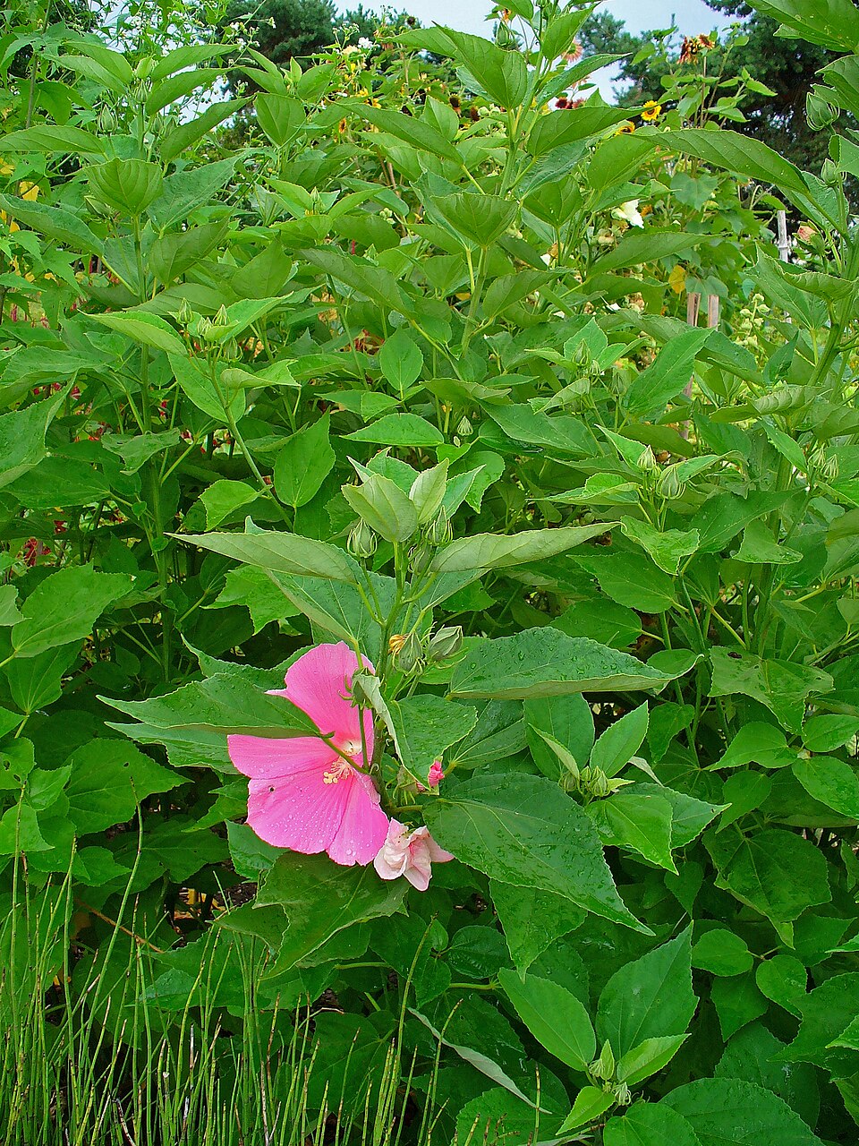 Hibiscus moscheutos (Hardy Hibiscus) (alternate view 6)