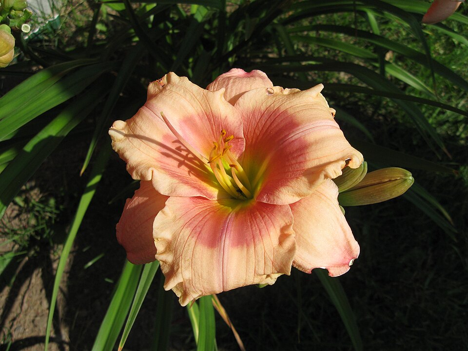 Hemerocallis 'Janice Brown' (Janice Brown Daylily) (alternate view 2)