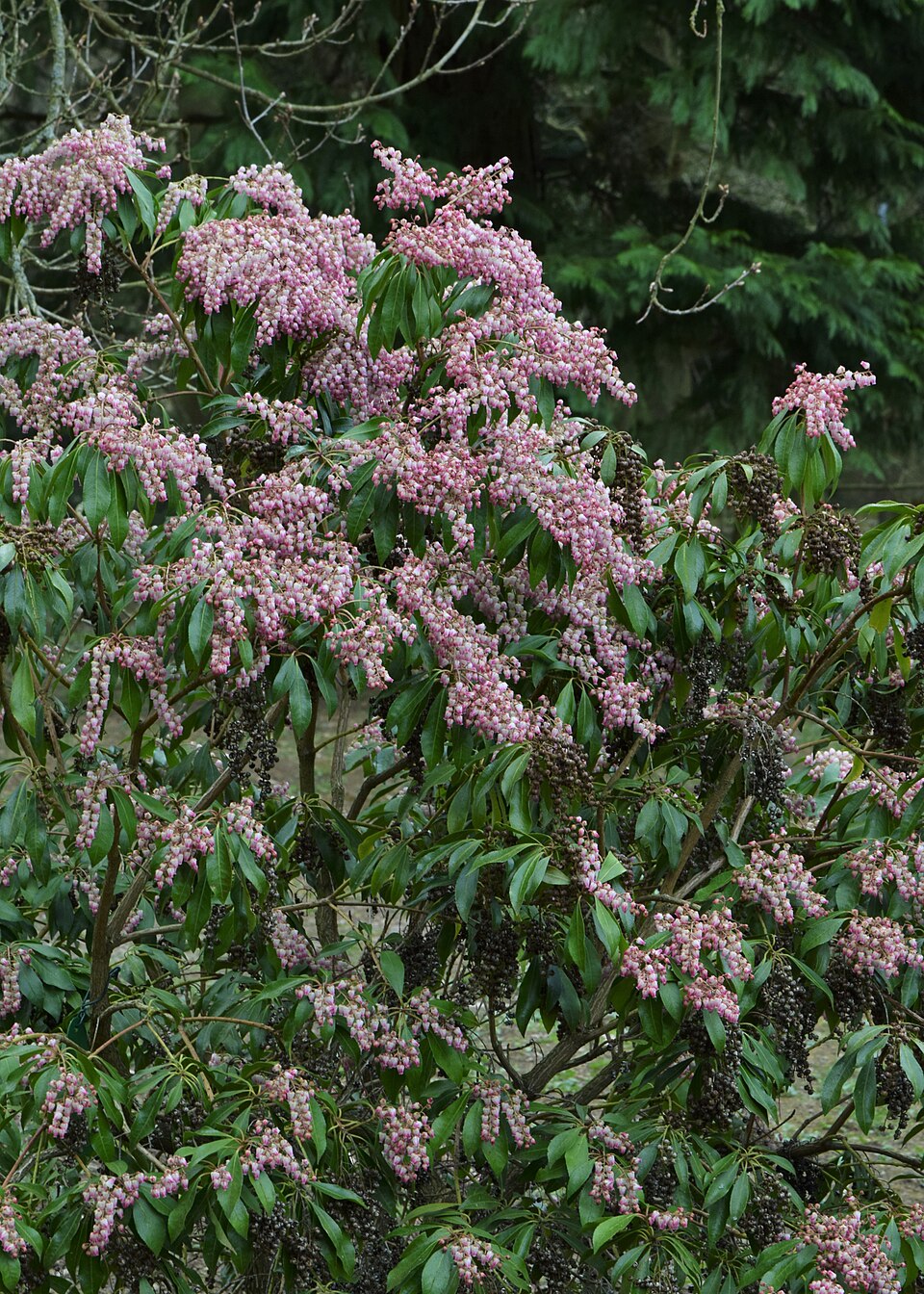 Pieris japonica 'Valley Rose' (Valley Rose Pieris) (alternate view 3)