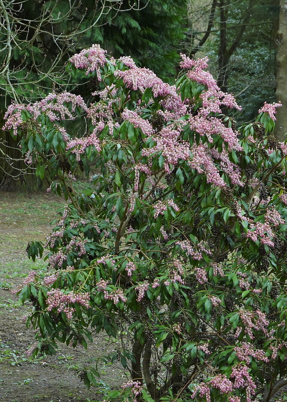 Pieris japonica 'Valley Rose' (Valley Rose Pieris) (alternate view 4)