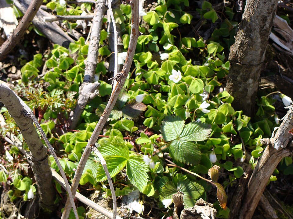 Oxalis acetosella (European wood-sorrel)