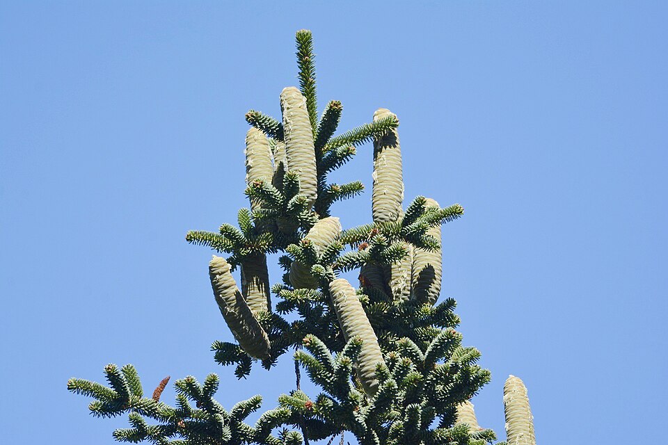 Abies numidica (Algerian Fir) (alternate view 6)