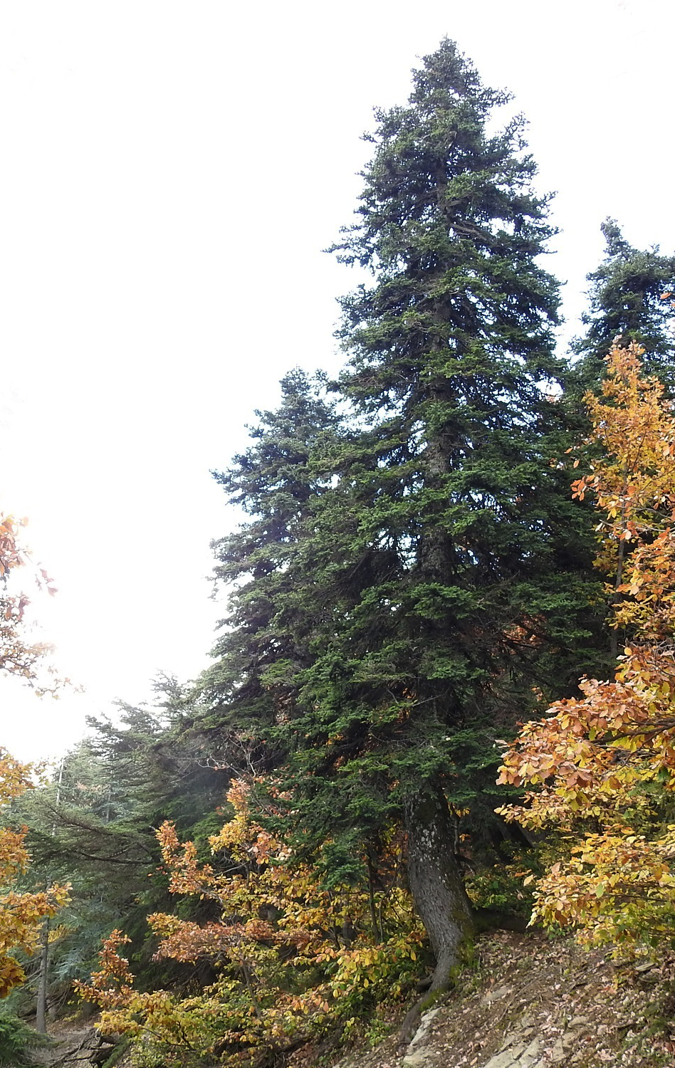 Abies numidica (Algerian Fir) (alternate view 7)