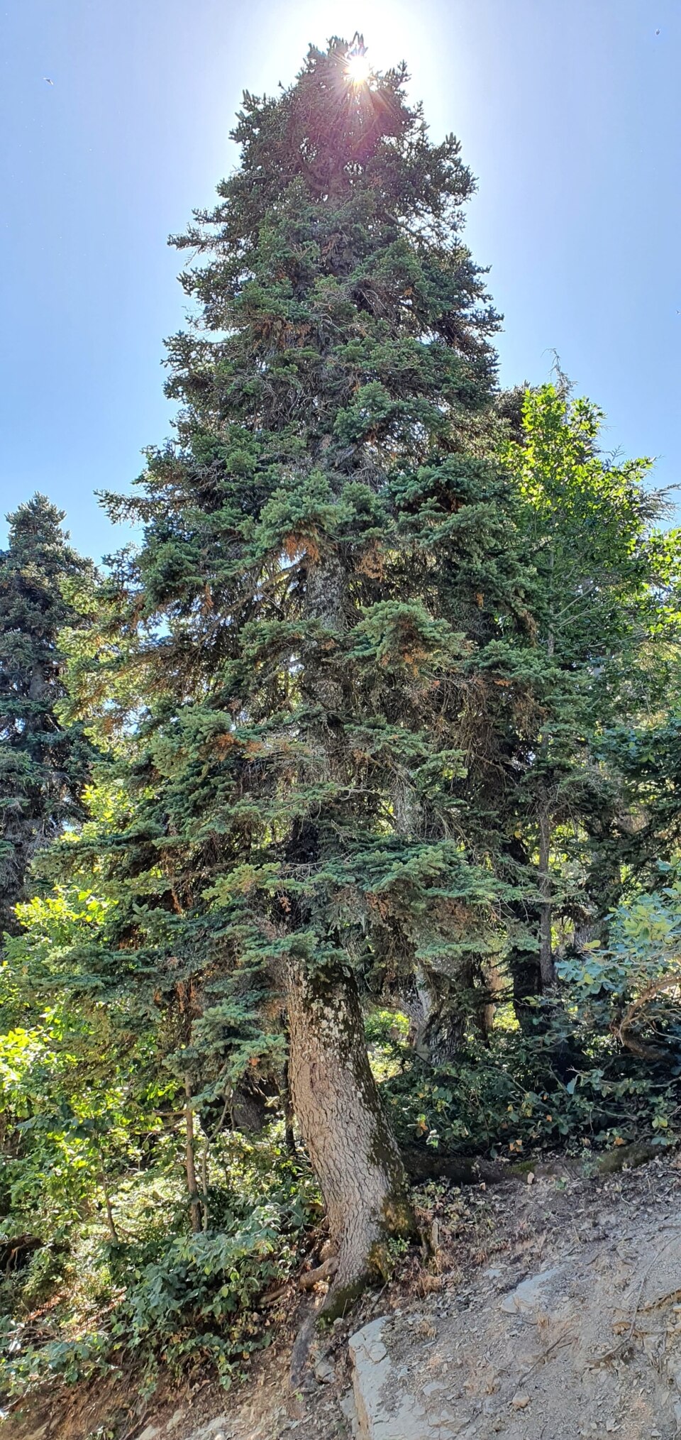 Abies numidica (Algerian Fir) (alternate view 8)